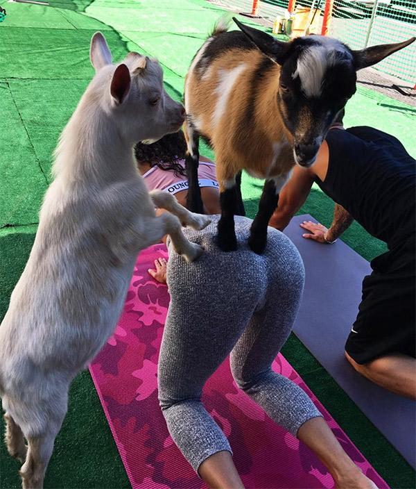 Goat Yoga Can Anyone Explain This Picture H