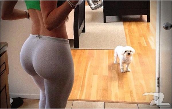 datassdog